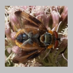 Phasia hemiptera - Raupenfliege m02 hsk.jpg